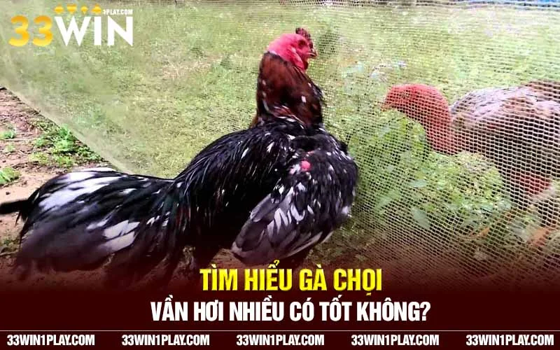 Gà chọi vần hơi nhiều có tốt không?