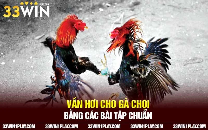 Vần hơi cho gà chọi bằng các bài tập chuẩn