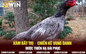 Xám Bất Trị – Chiến kê vang danh được thiên hạ bái phục