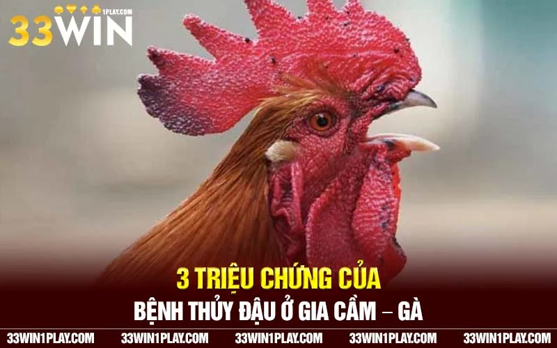 3 triệu chứng của bệnh thủy đậu ở gia cầm – gà