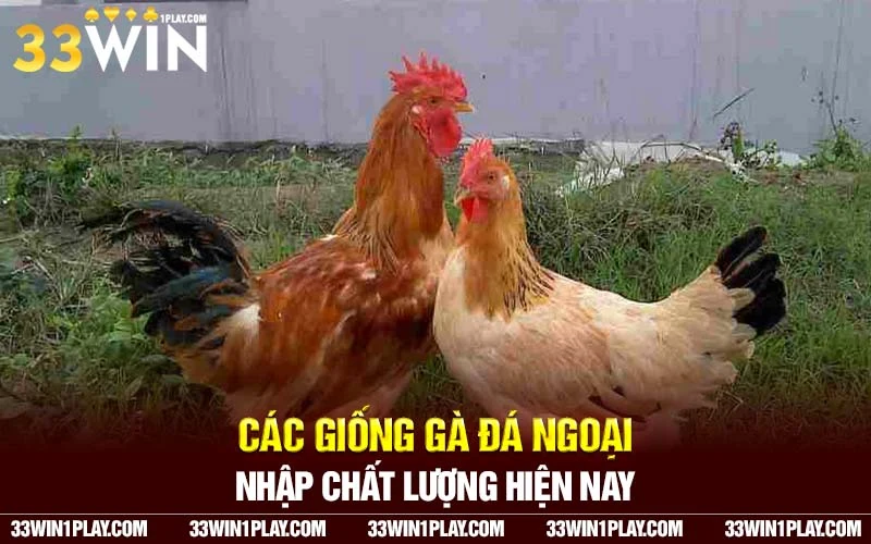 các giống gà đá ngoại nhập chất lượng hiện nay