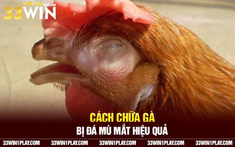 cách chữa gà bị đá mù mắt hiệu quả