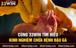 Cùng 33WIN tìm hiểu kinh nghiệm chữa bệnh đậu gà