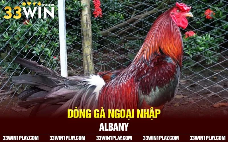 Dòng gà ngoại nhập Albany được nhiều người yêu thích