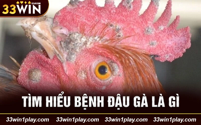 Tìm hiểu bệnh đậu gà là gì