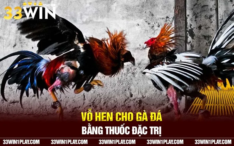 Vỗ hen cho gà đá bằng thuốc đặc trị