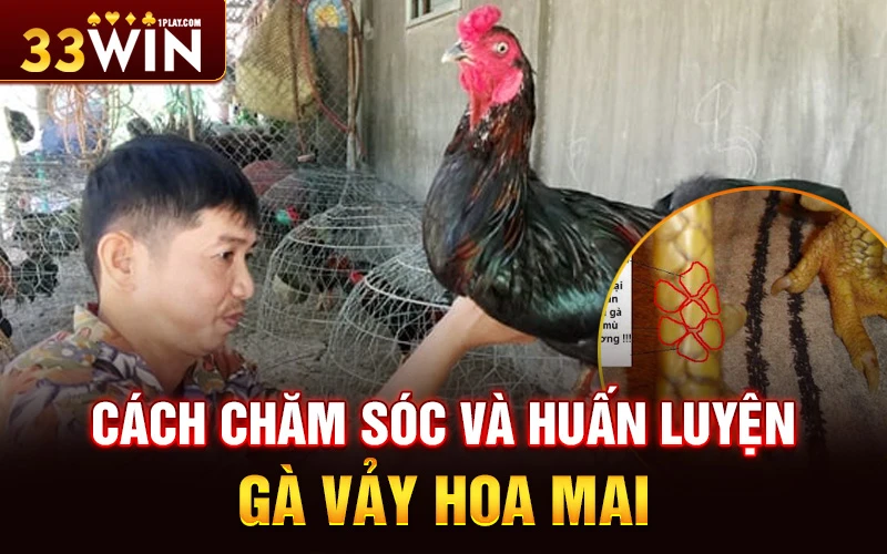 Chăm sóc và huấn luyện gà có vảy hoa mai siêu hiệu quả