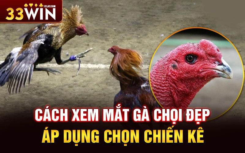 Cách xem mắt gà chọi đẹp áp dụng chọn chiến kê