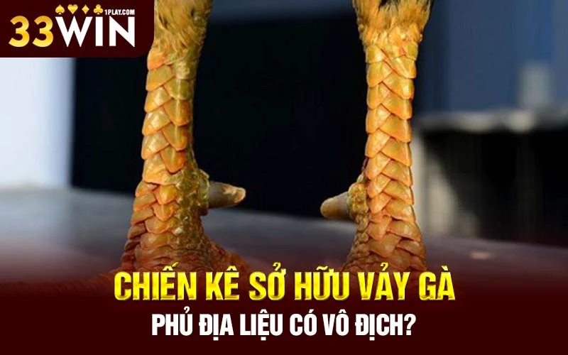 Chiến kê sở hữu vảy gà phủ địa liệu có vô địch?