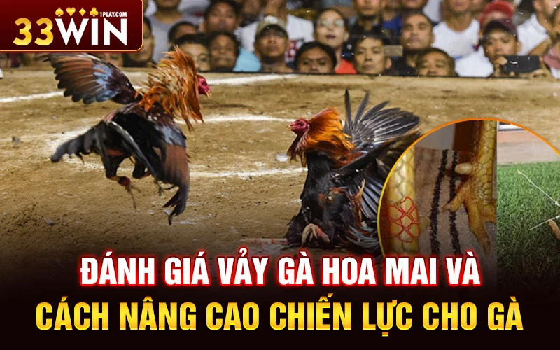 Đánh giá Vảy gà hoa mai và cách nâng cao chiến lực cho gà