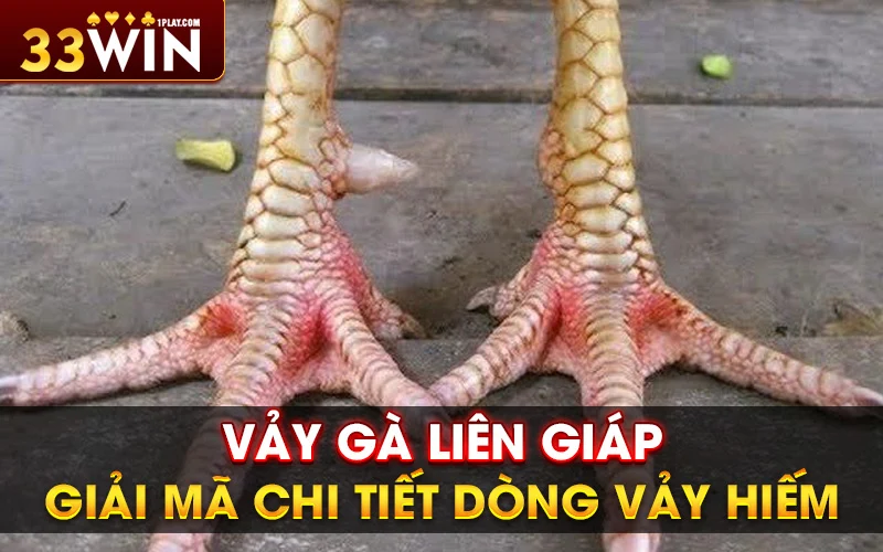 Vảy gà liên giáp – Giải mã chi tiết dòng vảy hiếm